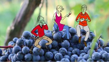 programme parlons vrai, parlons vigne